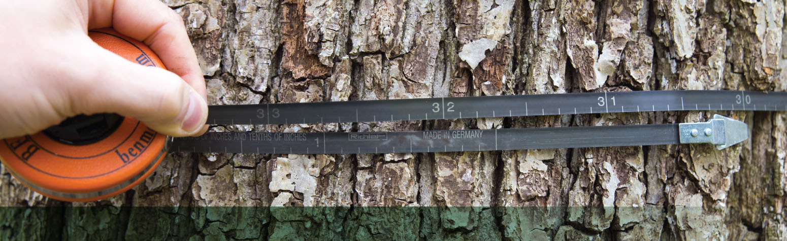 Forest-Management_Tape-Measure